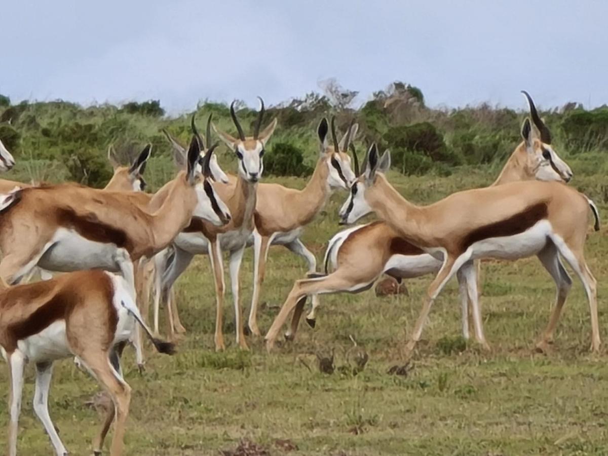 Indalu Game Reserve Boggomsbaai Εξωτερικό φωτογραφία