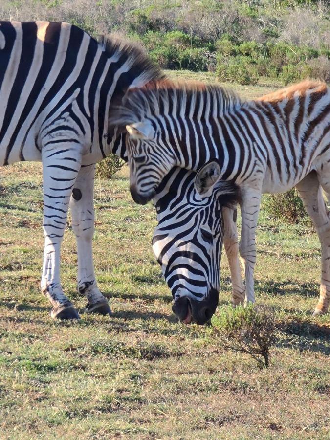 Indalu Game Reserve Boggomsbaai Εξωτερικό φωτογραφία