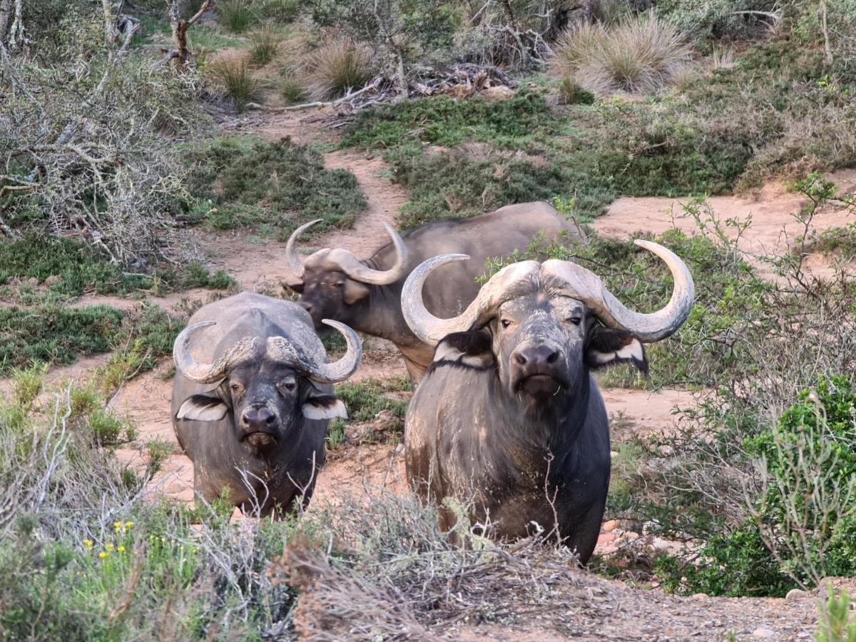 Indalu Game Reserve Boggomsbaai Εξωτερικό φωτογραφία