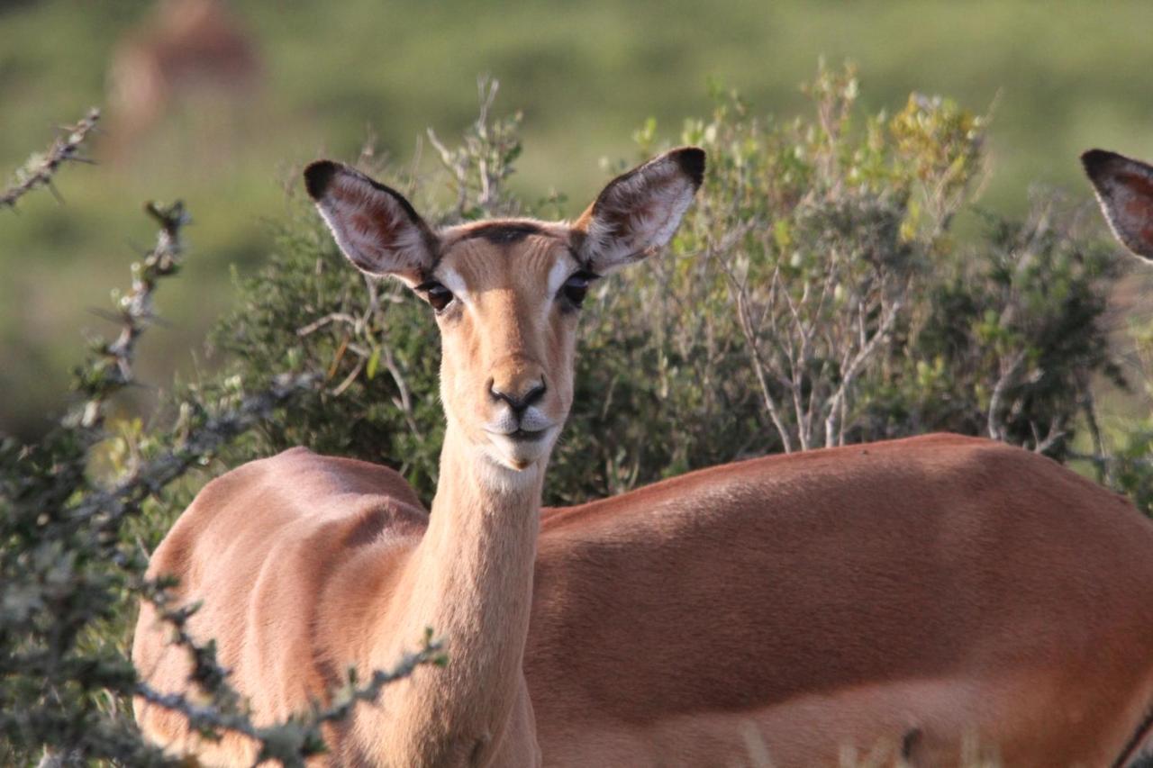 Indalu Game Reserve Boggomsbaai Εξωτερικό φωτογραφία