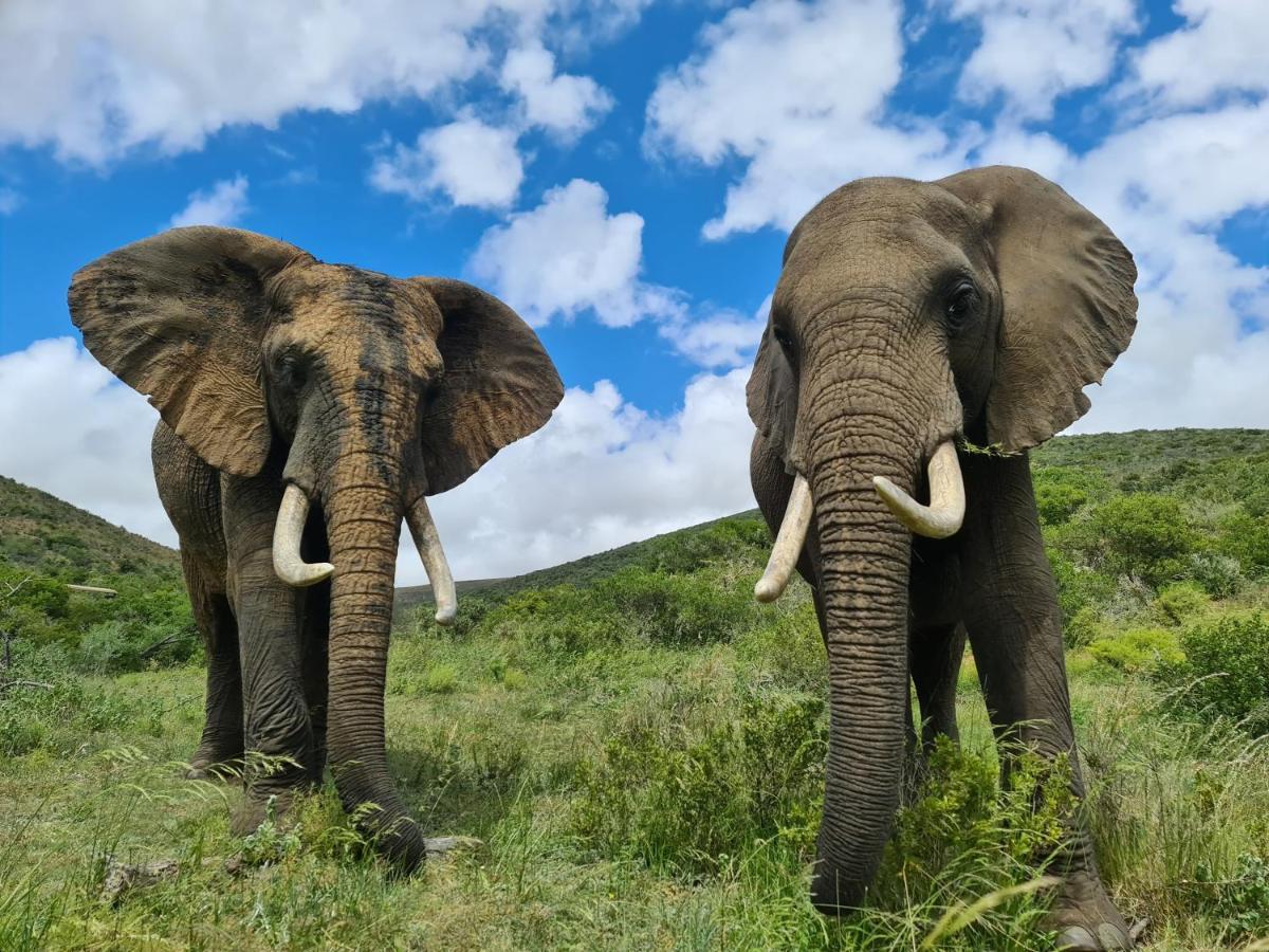 Indalu Game Reserve Boggomsbaai Εξωτερικό φωτογραφία