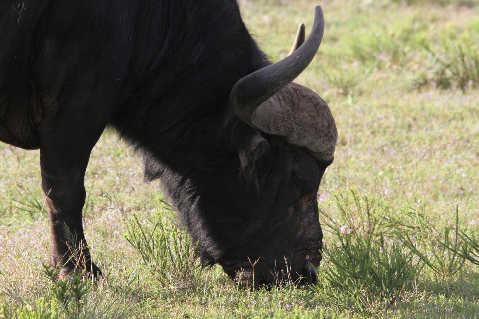 Indalu Game Reserve Boggomsbaai Εξωτερικό φωτογραφία