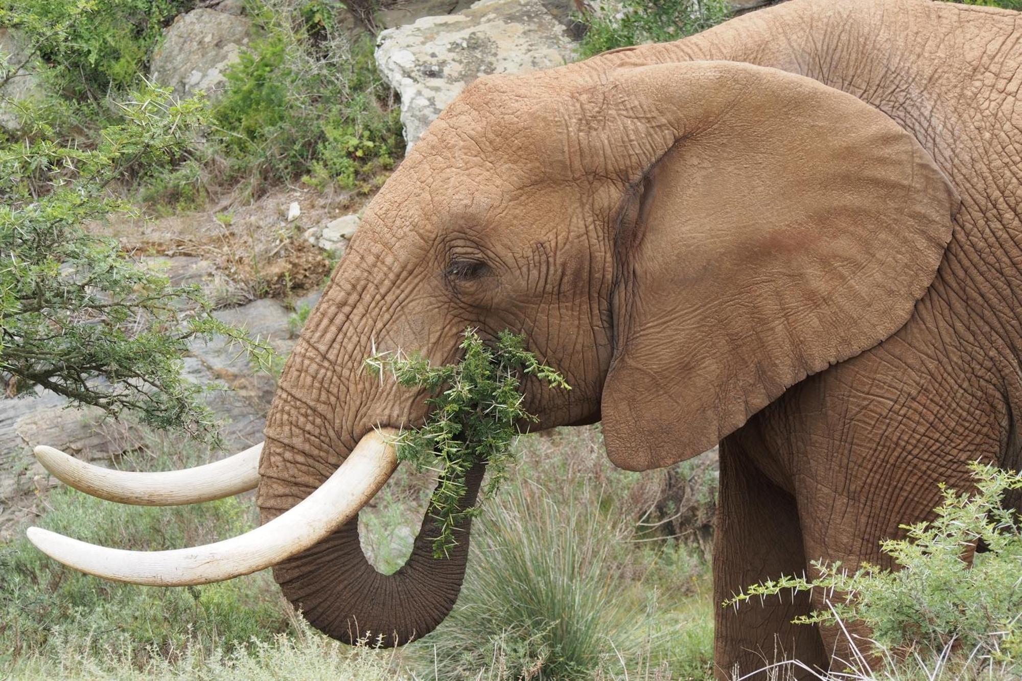 Indalu Game Reserve Boggomsbaai Εξωτερικό φωτογραφία