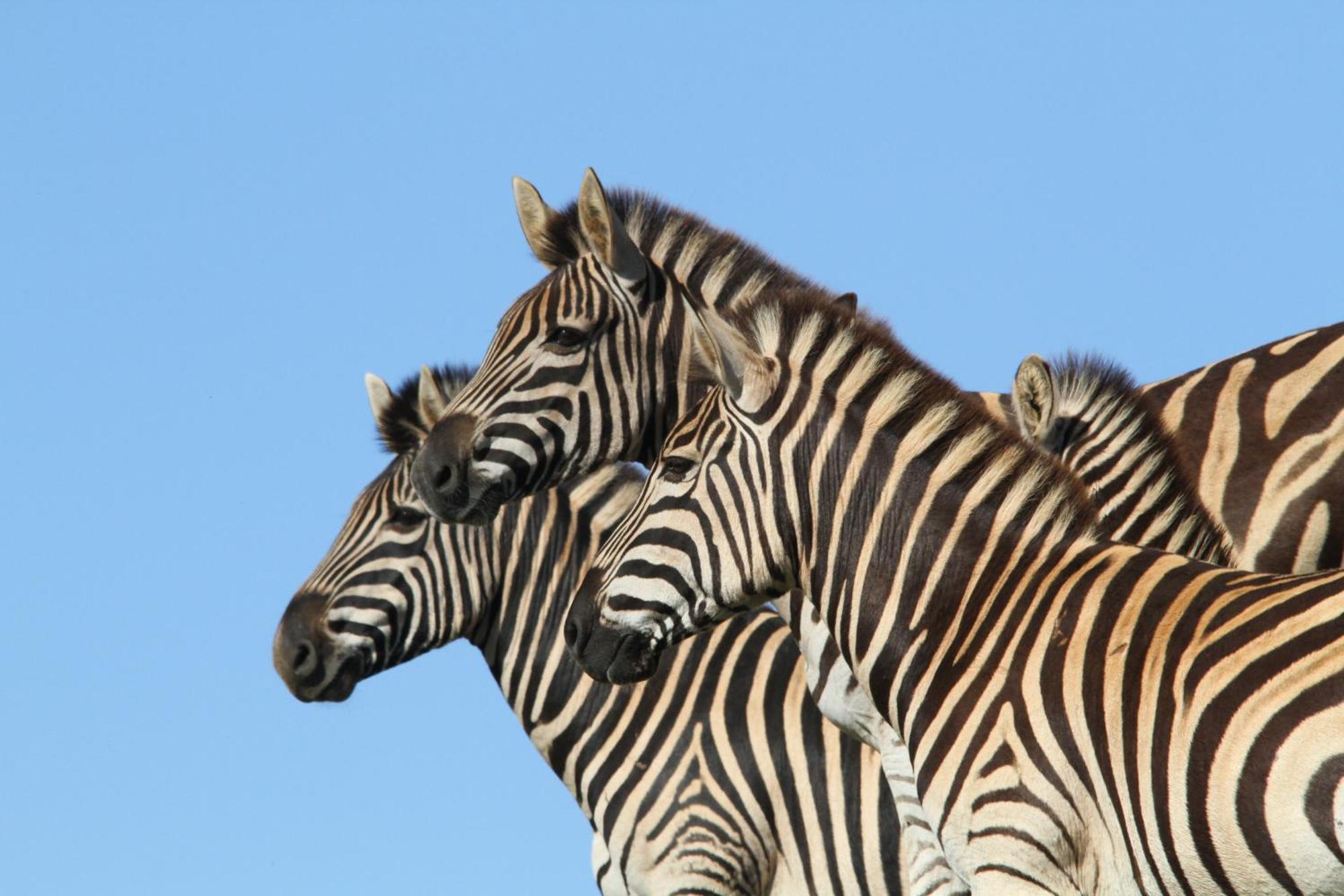Indalu Game Reserve Boggomsbaai Εξωτερικό φωτογραφία