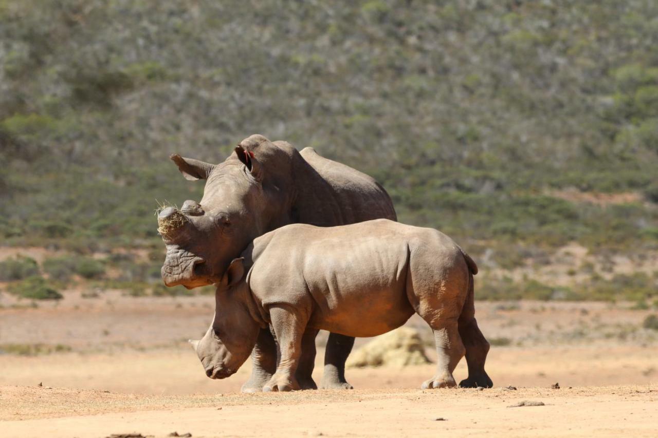 Indalu Game Reserve Boggomsbaai Εξωτερικό φωτογραφία